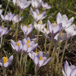 Crocus goulymyi